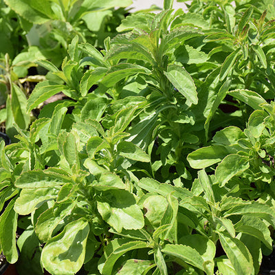 Stevia Sugar Love - 4.33" Potted Herb
