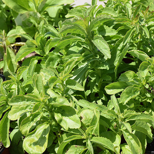 Stevia Sugar Love - 4.33" Potted Herb