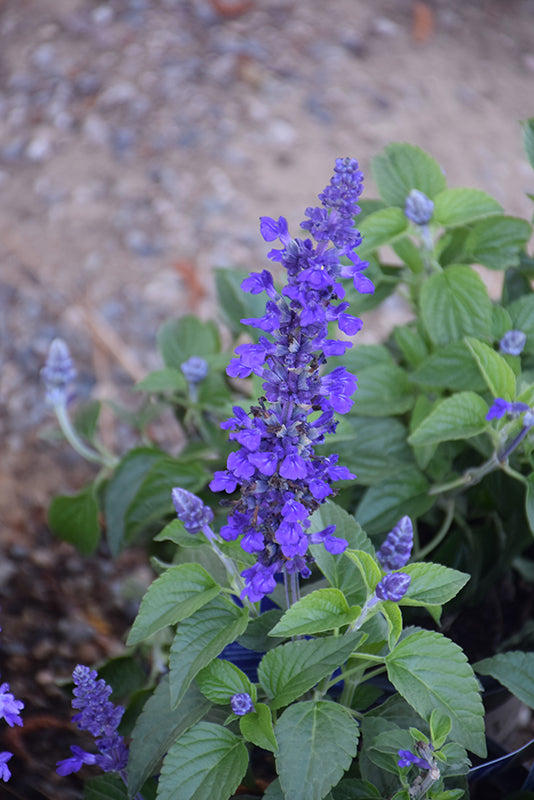 Salvia Mysty - 4.33" Premium Annual