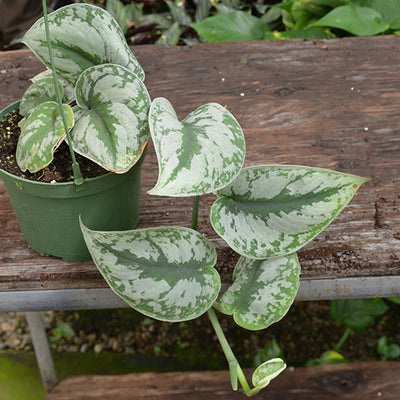 Exotica Silver Satin Pothos - Scindapsus pictus 'Exotica' - 4" Pot