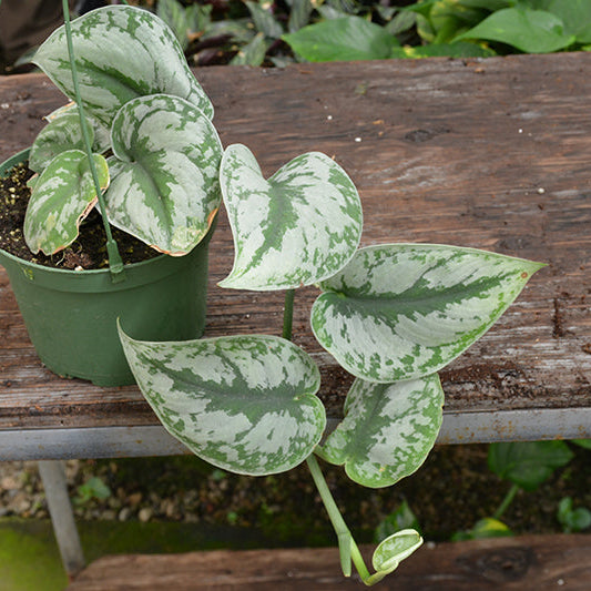 Exotica Silver Satin Pothos - Scindapsus pictus 'Exotica' - 4" Pot