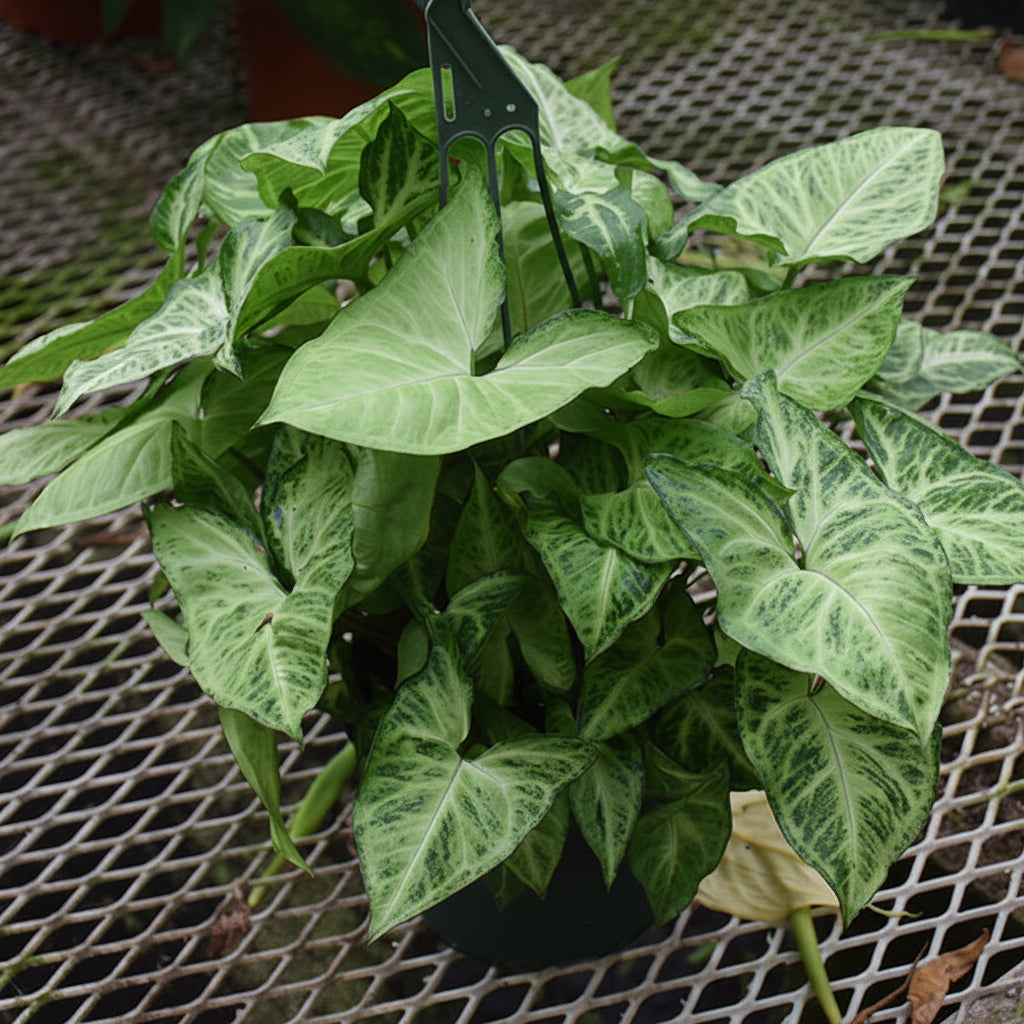Falling Arrows™ White Butterfly Arrowhead Vine - Syngonium podophyllum - 4" Pot