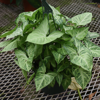Falling Arrows™ White Butterfly Arrowhead Vine - Syngonium podophyllum - 4" Pot