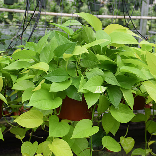 Neon Pothos - Epipremnum aureum - 4" Pot