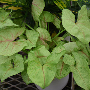 Berry Allusion Arrowhead Plant - Syngonium podophyllum - 4" Pot