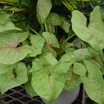 Berry Allusion Arrowhead Plant - Syngonium podophyllum - 4" Pot