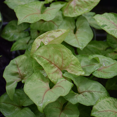 Falling Arrows™ Golden Allusion Arrowhead Vine - Syngonium podophyllum - 4" Pot