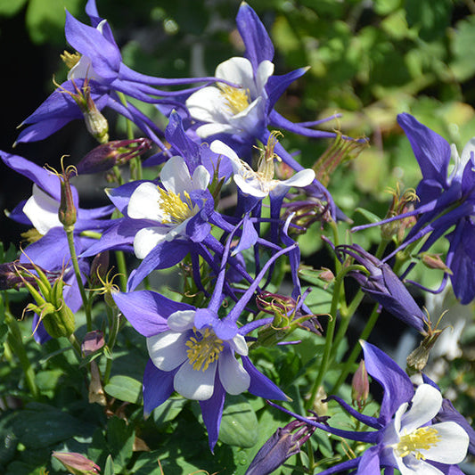 Aquilegia Columbine Kirigami Blue White