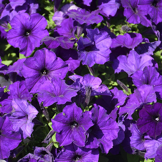 Petunia Easy Wave Blue - 6 Pack Annual