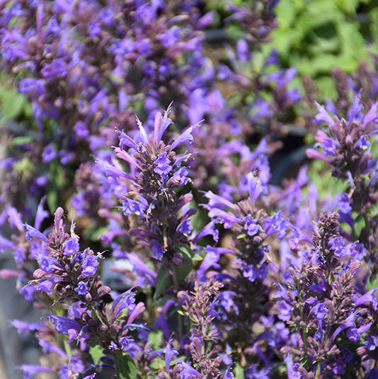 Agastache Hyssop Sunrise Blue