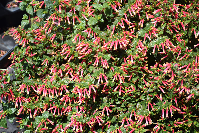 Cuphea Hummingbirds Lunch - 4.33" Premium Annual