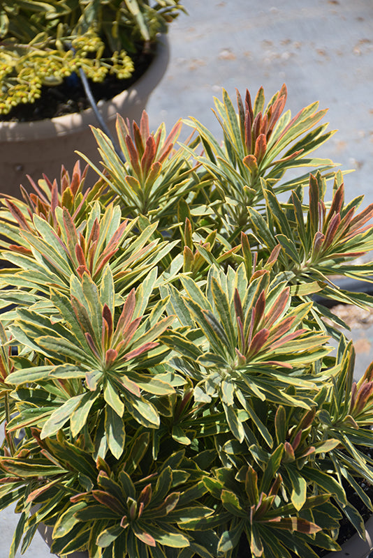 Euphorbia Spurge Ascot Rainbow