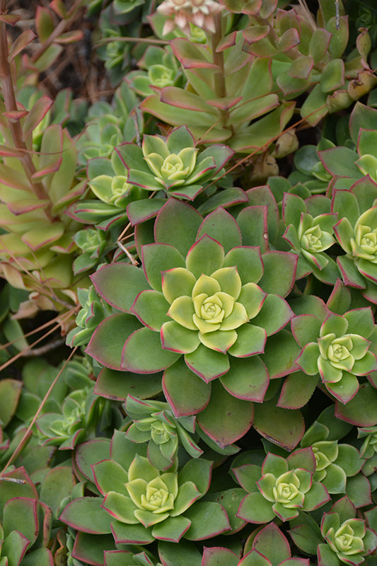 Aeonium Kiwi - 2.5" Succulent