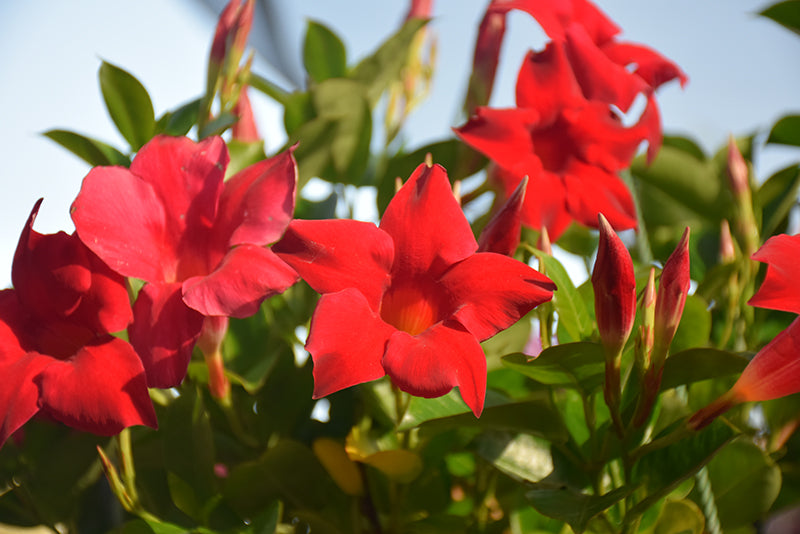 Dipladenia Sun Parasol OG Crimson - 9" Trellis Planter