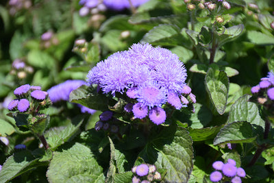 Ageratum Aloha Blue - 4 Pack Annual