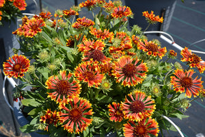 Gaillardia Blanket Flower Spintop Mariachi Copper Sun