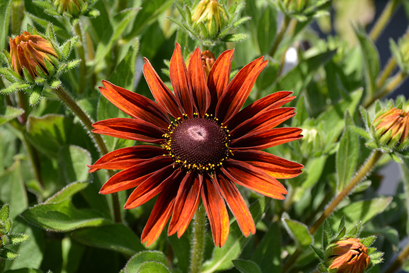 Rudbeckia Black Eyed Susan Sunbeckia Sarah