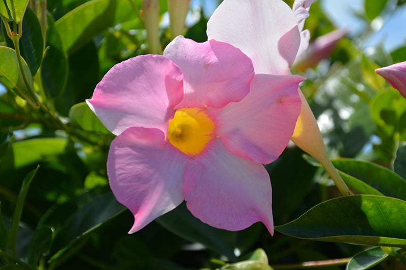 Dipladenia Madinia Maximo Light Pink - 9" Trellis Planter