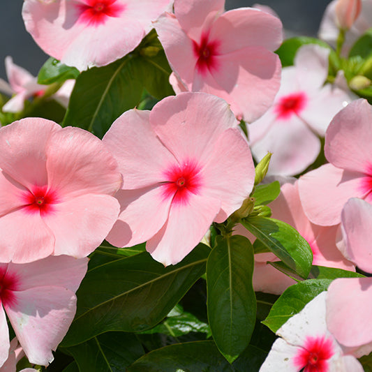 Vinca Titan Apricot - 4 Pack Annual