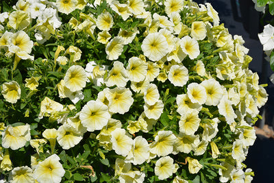 Petunia Easy Wave Yellow - 6 Pack Annual