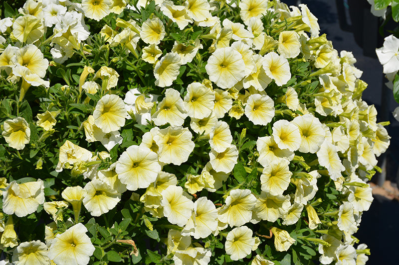 Petunia Easy Wave Yellow - 6 Pack Annual