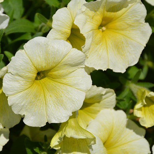 Petunia Easy Wave Yellow - 6 Pack Annual
