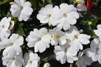 SunPatiens Classic White - 4.33" Premium Annual
