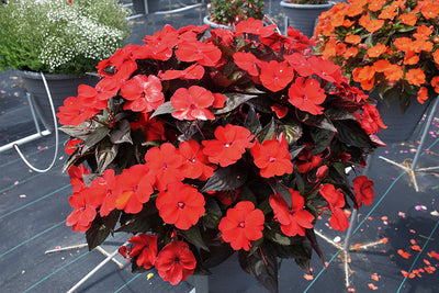 SunPatiens Red Deep - 11" Hanging Basket