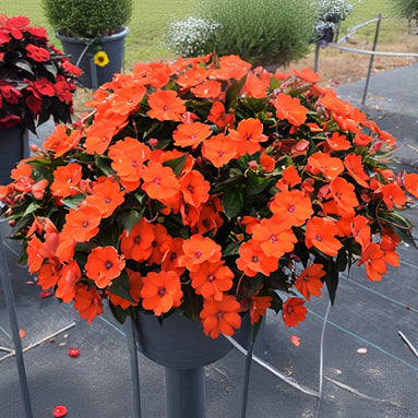 SunPatiens Electric Orange - 11" Hanging Basket