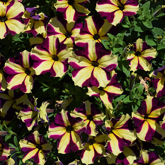 Petunia Amore Heart and Soul - 11" Hanging Basket