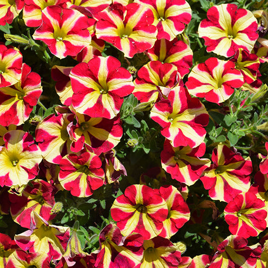 Petunia Amore Queen Of Hearts - 11" Hanging Basket