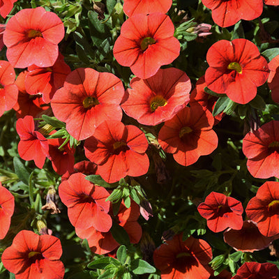 Calibrachoa Cabaret Orange - 11" Hanging Basket