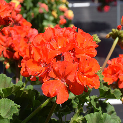Geranium Dynamo Orange - 10" Planter