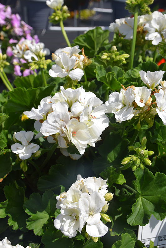 Geranium Dynamo White - 11" Hanging Basket