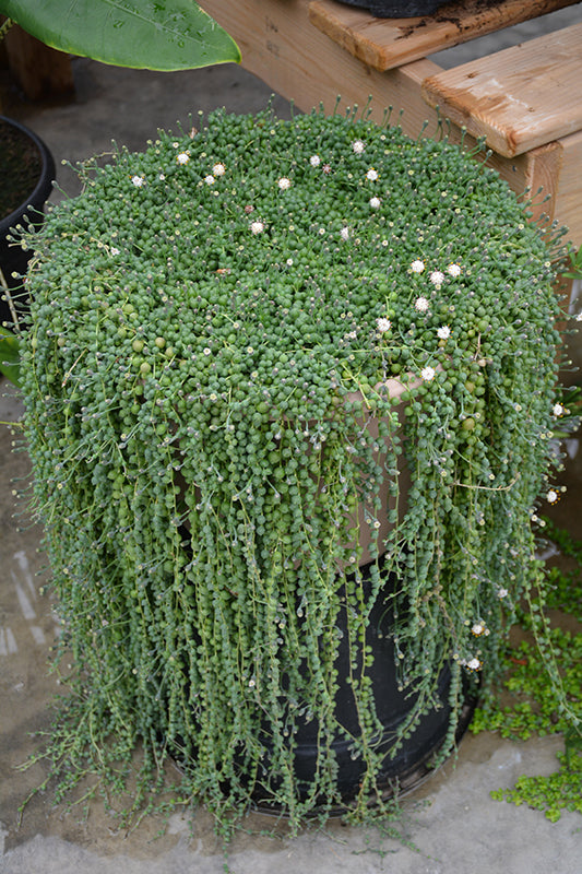 Senecio rowley String Pearls - 2.5" Succulent