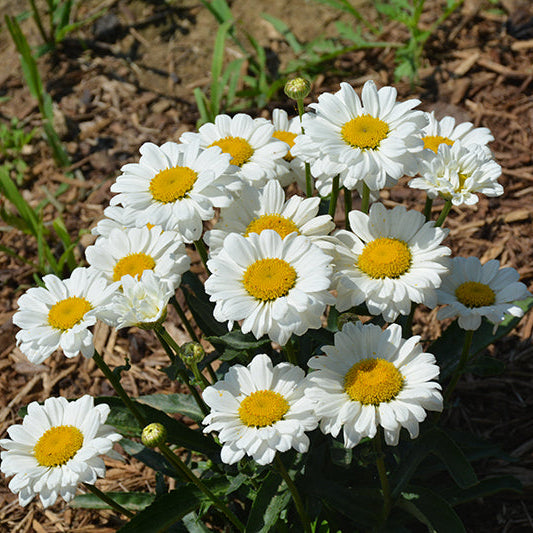 Leucanthemum Shasta Daisy Sweet Daisy Jane