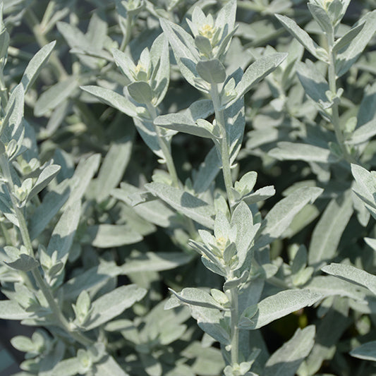 Artemisia Wormwood Garden Ghost - 6" Perennial