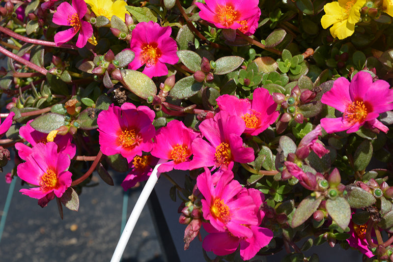 Portulaca Cupcake GrapeJelly - 4.33" Premium Annual