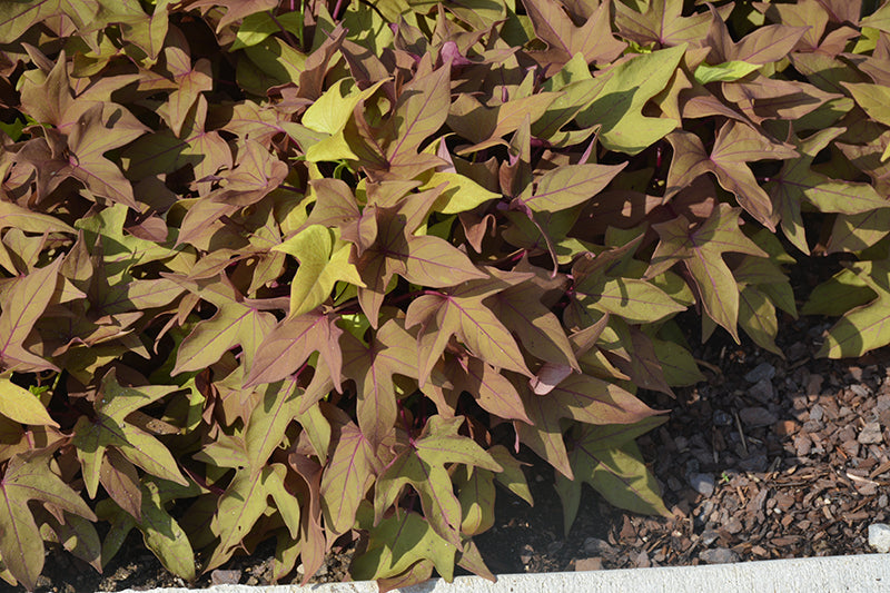 Ipomoea Sidekick Bronze Heart - 4.33" Premium Annual
