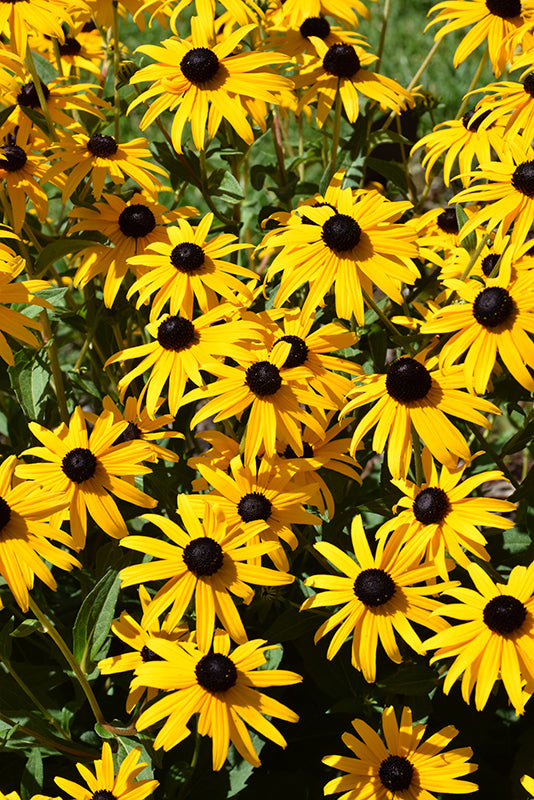 Rudbeckia Black Eyed Susan Goldsturm