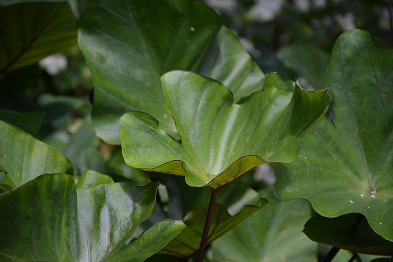 Colocasia Island Giants Coffee Cups - 1 Gallon Proven Winners Annual