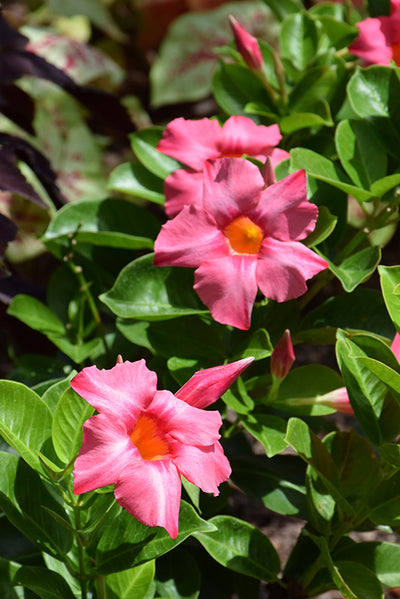 Dipladenia Madinia Coral Pink - 5" Premium Annual