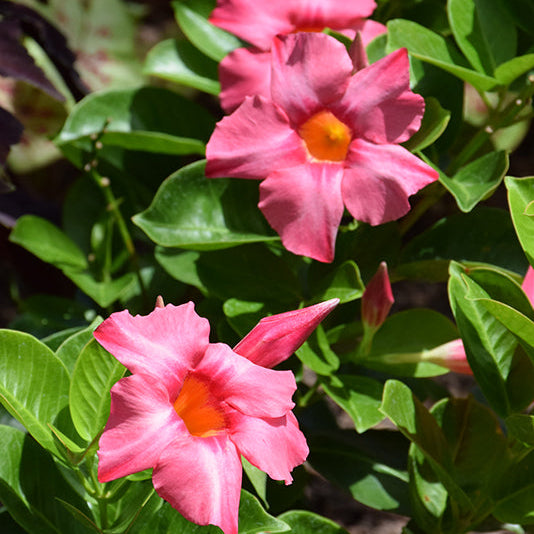 Mandevilla Dipladenia Madinia Coral Pink - 11" Hanging Basket