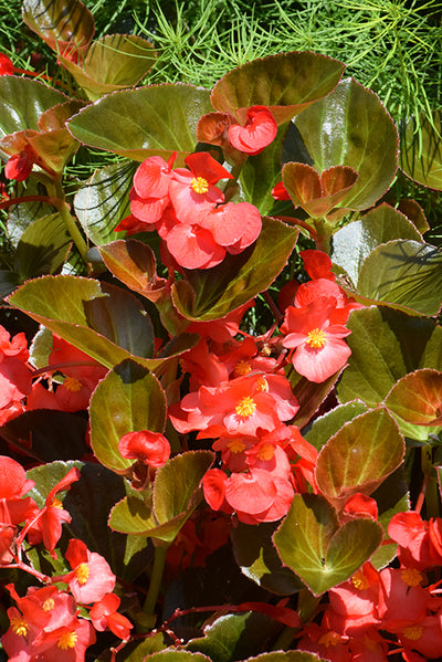 Begonia Big Red Bronze Leaf - 5" Premium Annual
