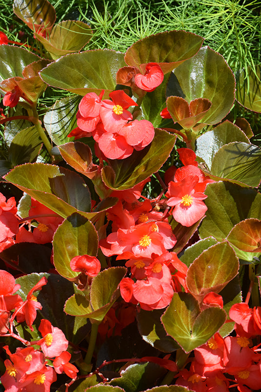 Begonia Big Red Bronze Leaf - 5" Premium Annual