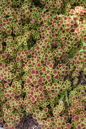 Coleus Burgundy Wedding Train - 4.33" Premium Annual