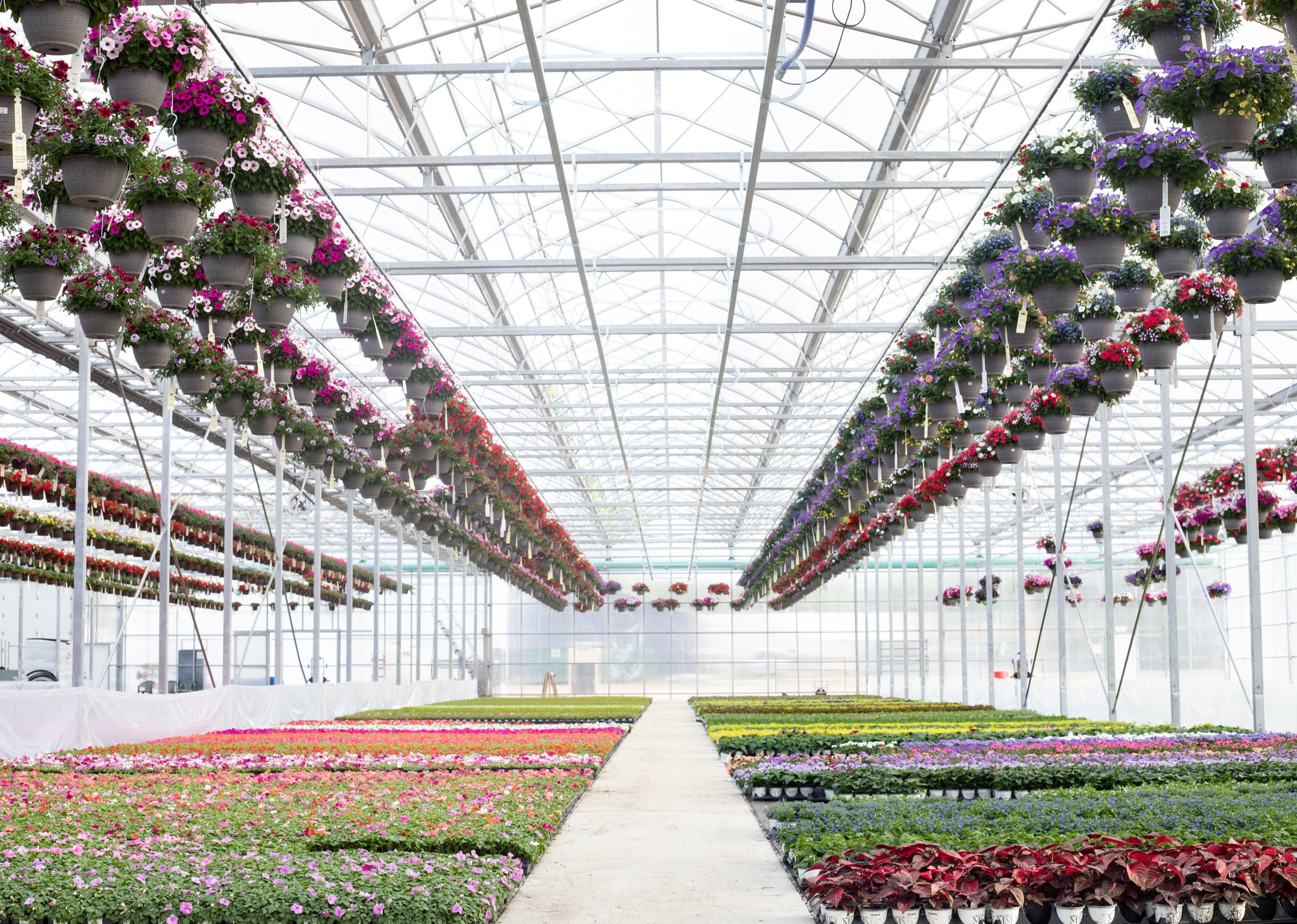 Rows of annuals and lines of flowering hanging baskets in a large grower greenhouse