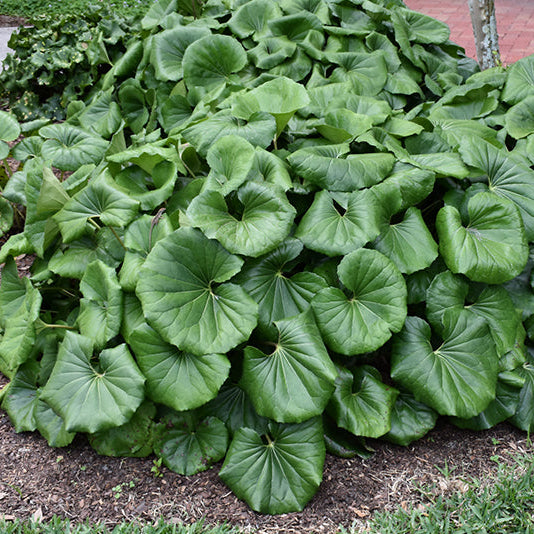 Giant Leopard Plant - Farfugium japonicum 'Giganteum' - 4" Pot
