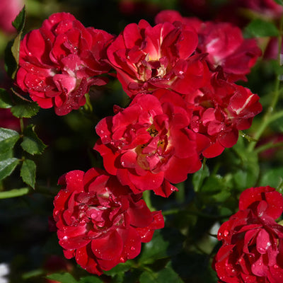 Rose Drift Red