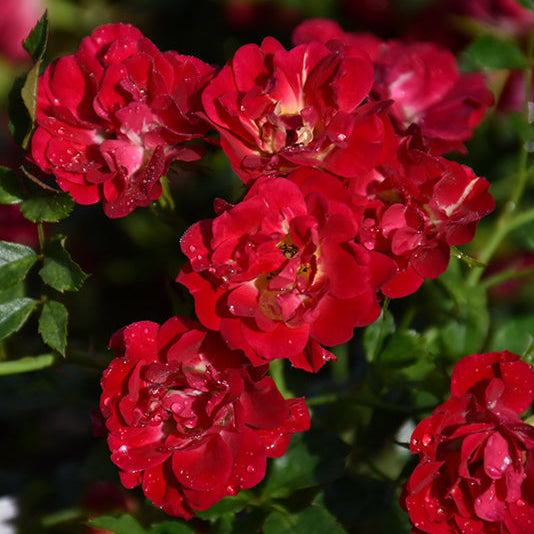 Rose Drift Red